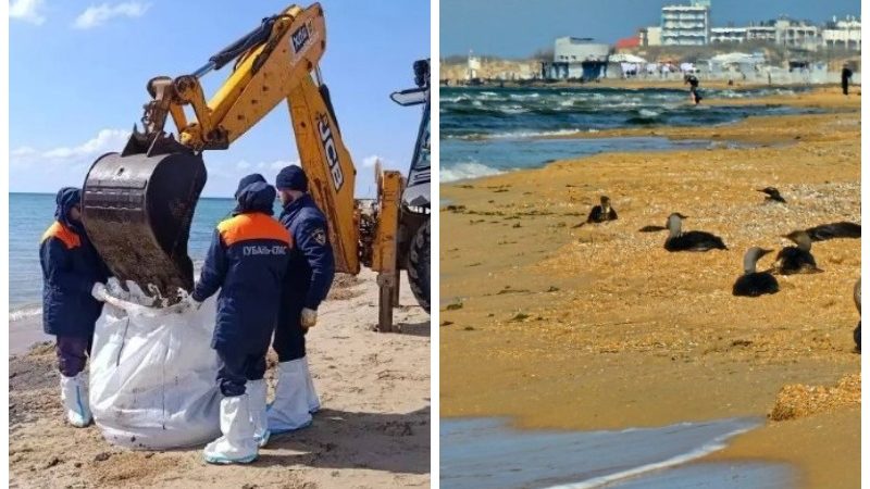 Очистка пляжей Анапы и птиц от мазута.