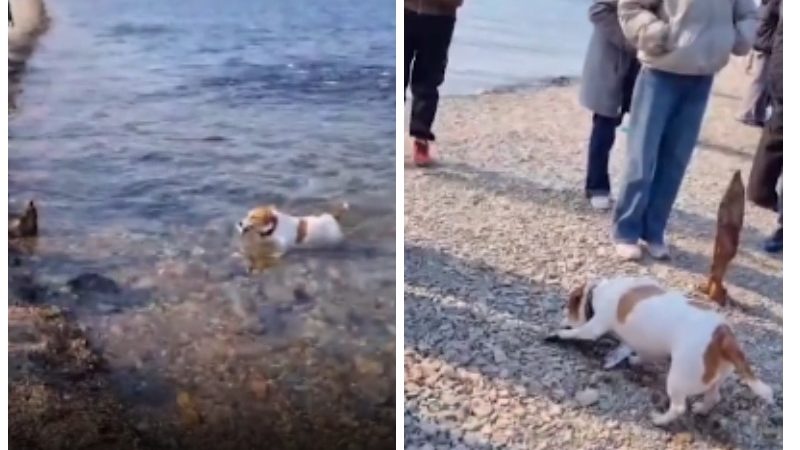 Пёс ловит рыбу во Владивостоке