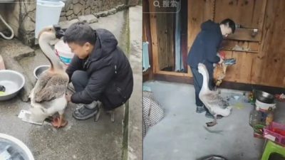Как гусь спас себя и петуха от ножа хозяина