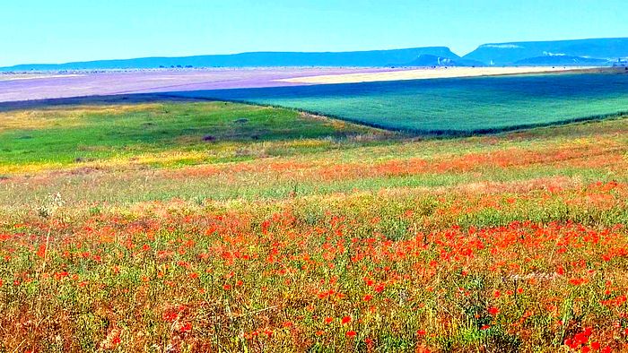 Маковые поля — одна из самых популярных локаций для весенних фотосессий. (Алина Боброва /The Epoch Times)